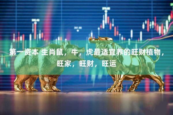 第一资本 生肖鼠,牛,虎最适宜养的旺财植物,旺家,旺财,旺运